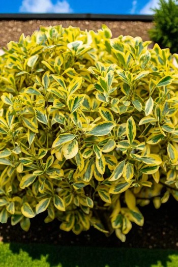 Бруслина японська Ауреус|Euonymus japonicus ’Aureus’|Бересклет японский Ауреус